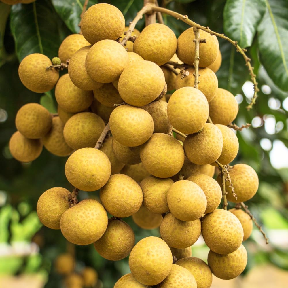 Live Longan Tree, Longan Fruit Plant in 4" Pot, Hardy and Sweet Tropical Fruit Tree, 6 to 8 Inches Height