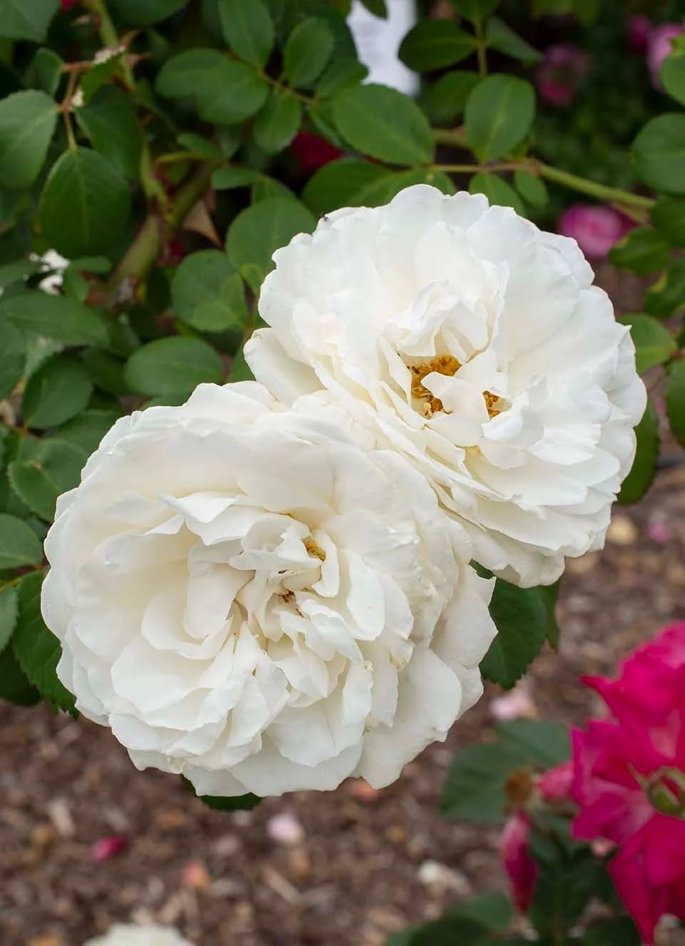 Live Plant - Cloud 10 White Climbing Rose - Live Plant - (1 Qt) - Repeat Blooms