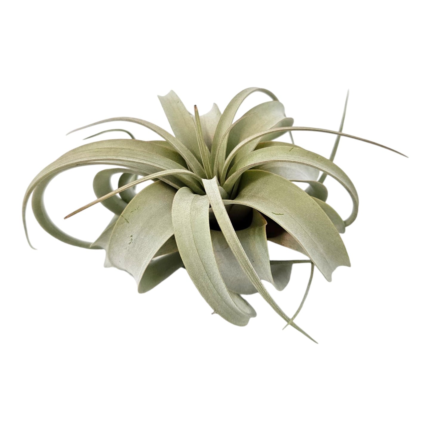 It Blooms Tillandsia Air Plant Xerographica Large Indoor Exotic Houseplant - 30 Day Guarantee (Extra Large)
