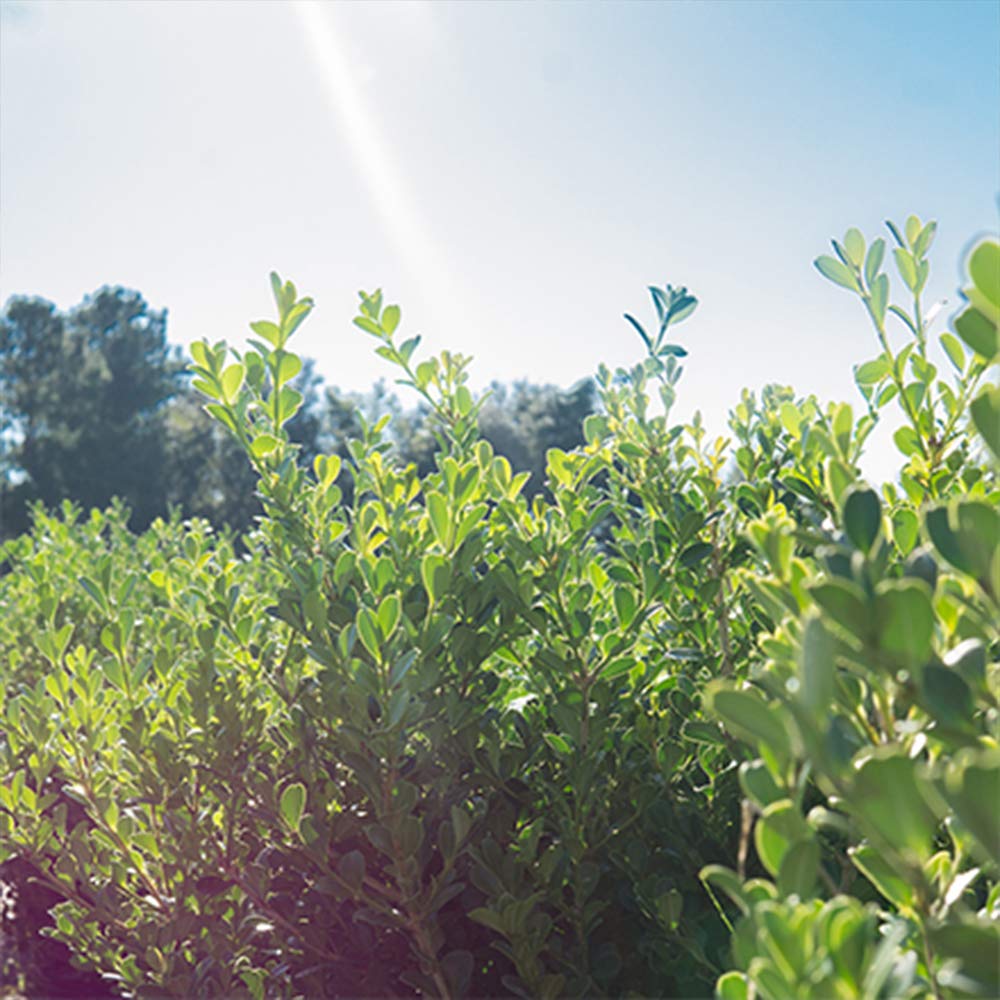 Japanese Boxwood 1 Gallon