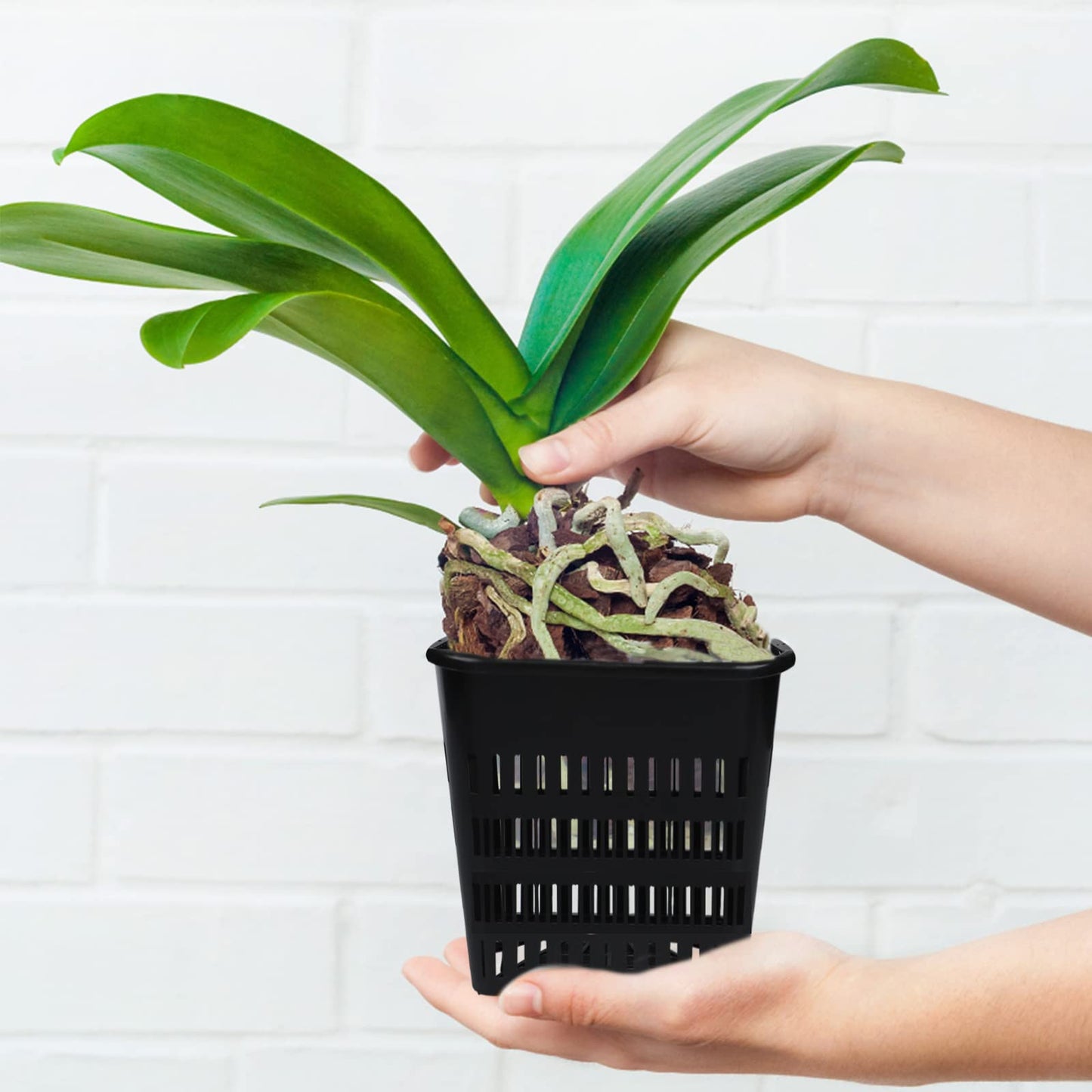 12 Pcs Black Orchid Pot Set - Breathable Slotted Plastic Plant Pot with Drainage Hole for Air Plants & Orchids (7.1 Inches, 5.5 Inches)