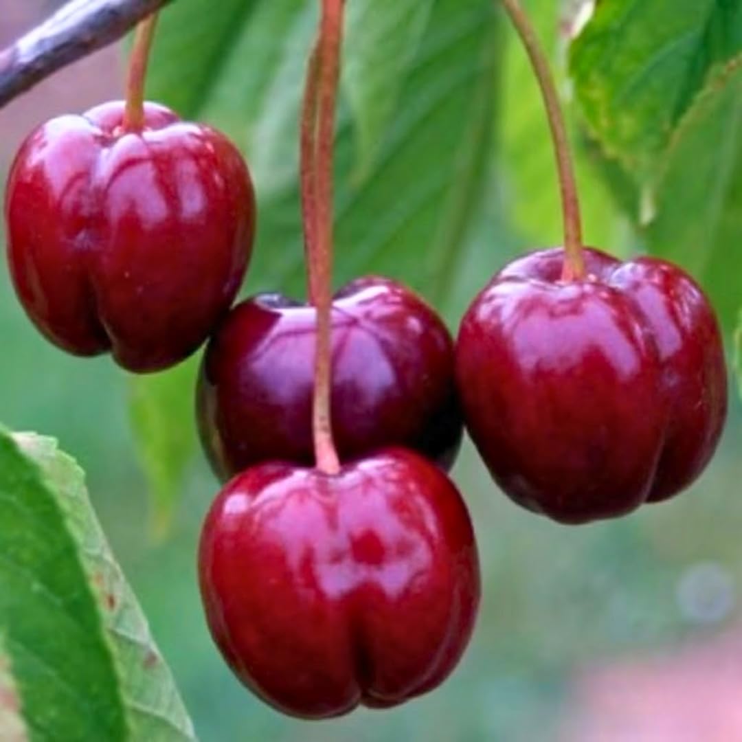 Combo 3 Barbados Cherry Trees Live Plants, Fast-Growing for Spring Planting, Starter 4-7" Tall Edible Red Cherry Tree for Outdoor