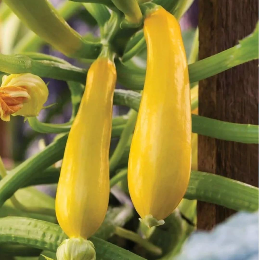 6 Yellow Squash Plants Live, 3 to 5 Inch Tall, Zucchini Plants Live, 4 Inch Pot Vegetable Plant