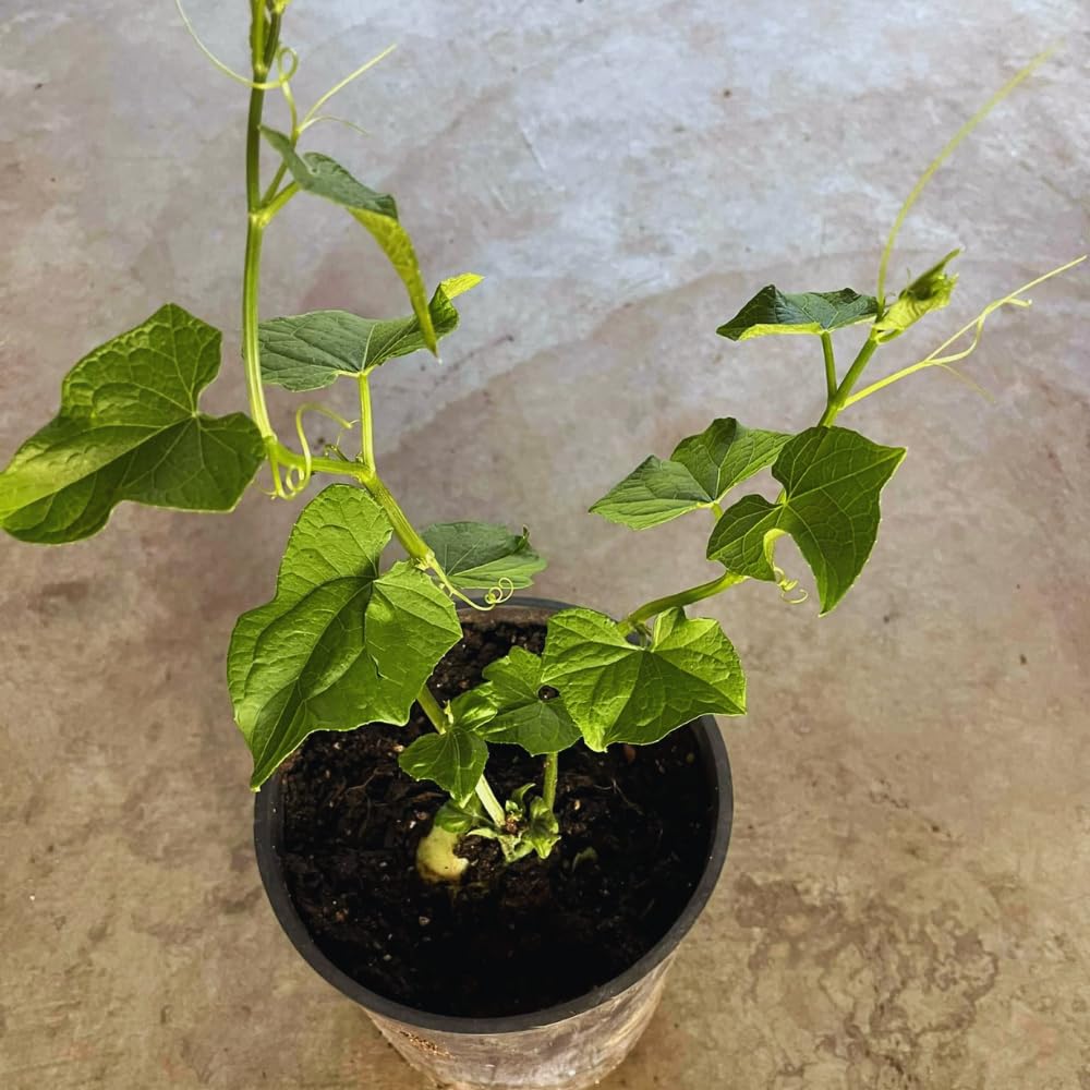 Chayote Squash Plant Live, Chayote Plant, Vegetable Plants, 7 to 9 Inc Tall, Gallon Pot
