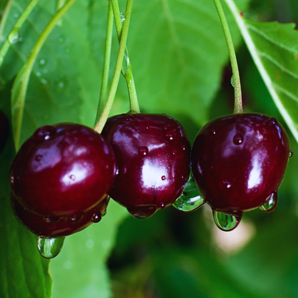 Set 2 Black Cherry Trees Live Plant, Sweet Cherry Plant Live, Wild Black Cherry Tree Plant from 1 Feet Tall