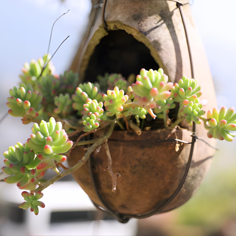 Cotyledon Pendens Succulent Plant Live | 2 Inch Pot Rare Trailing Variety Houseplant for Indoor Growing and Collections