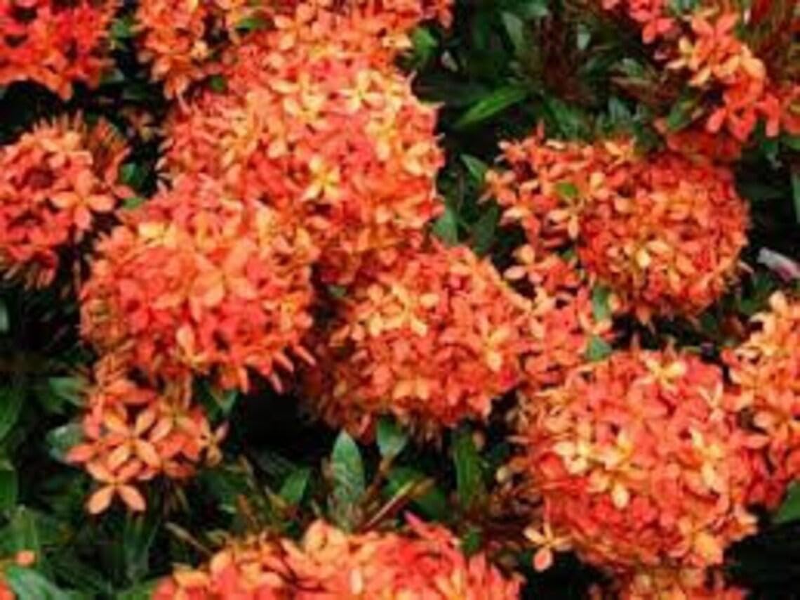 RedCrocus - RedCrocus West Indian Jasmine Ixora Assorted Tropical Shrub for Gardens and Hedges, Fragrant Evergreen Plant, Container Friendly, Attracts Pollinators, Pet Warning, Hardy in Zones 10-11 10