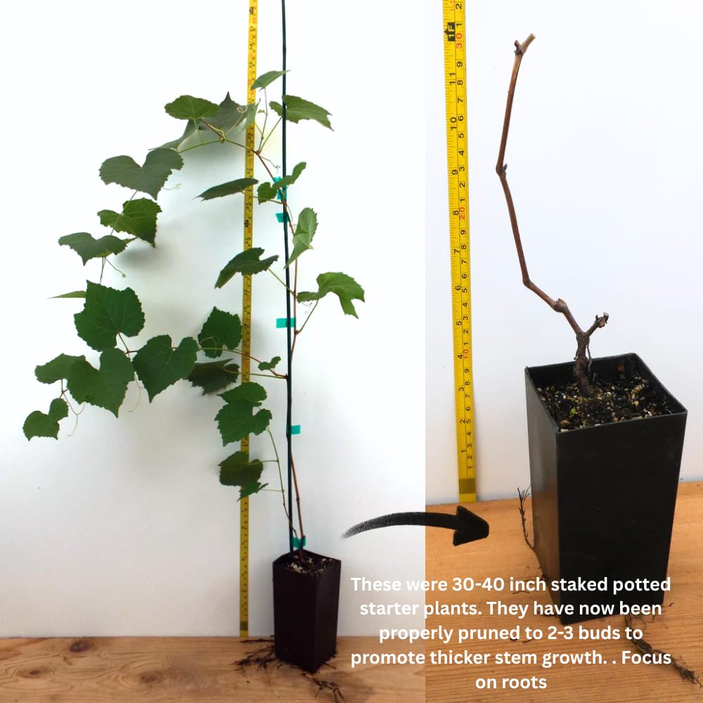 Grape Vine, Grape Plant Live 1-2 Years Old, Sweet Grape Fruit Tree, Very Cold Hardy (Concord Grape)