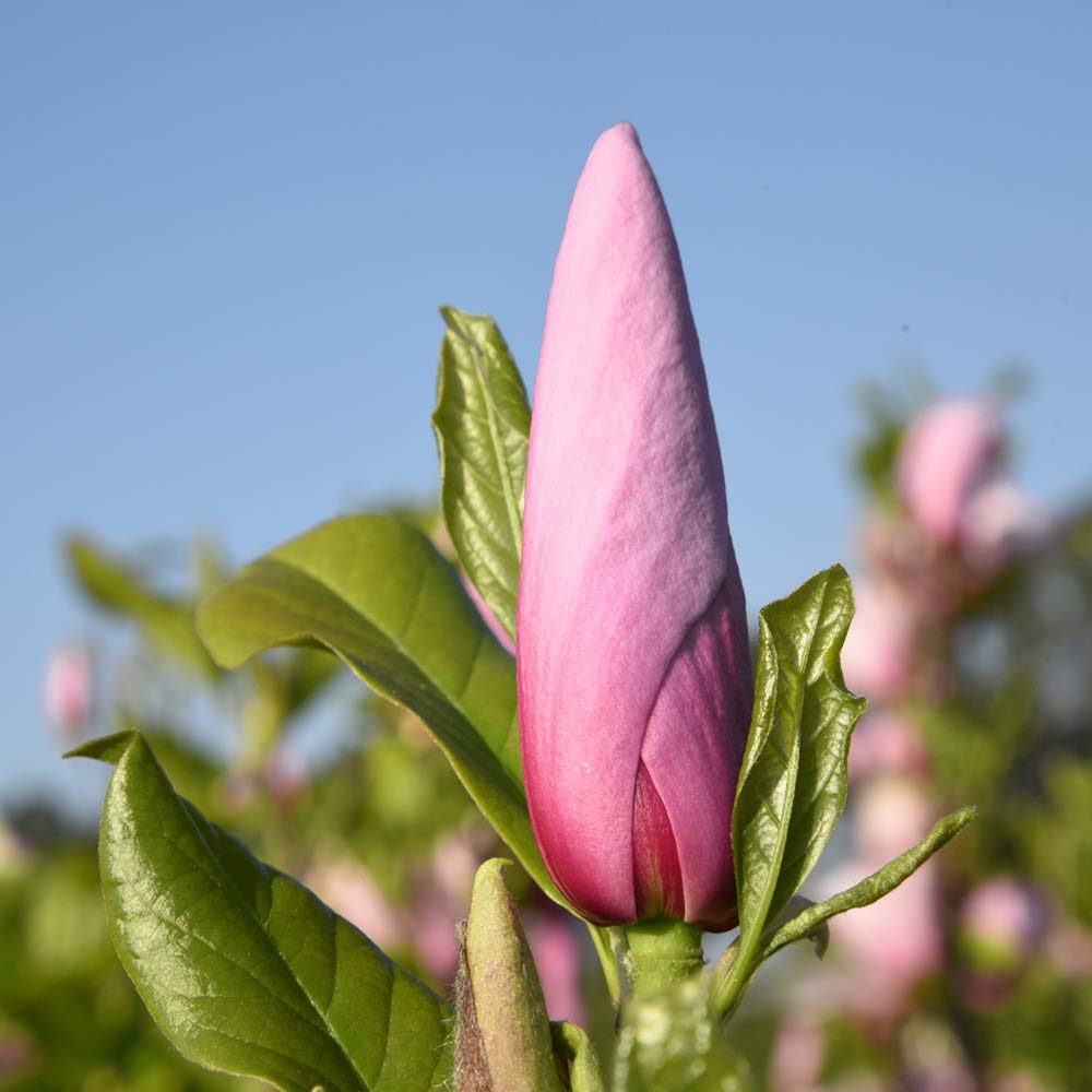 Perfect Plants Jane Magnolia Live Plant, 3 Gallon, Includes Care Guide