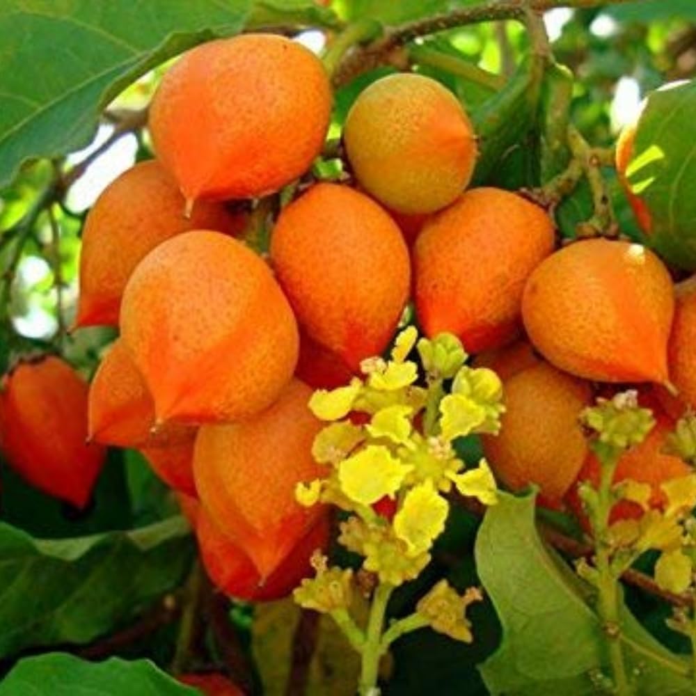 2 Peanut Butter Trees Plants Live, Peanut Well Rooted Starter 4-6” Tall for Home Garden and Patio Pots