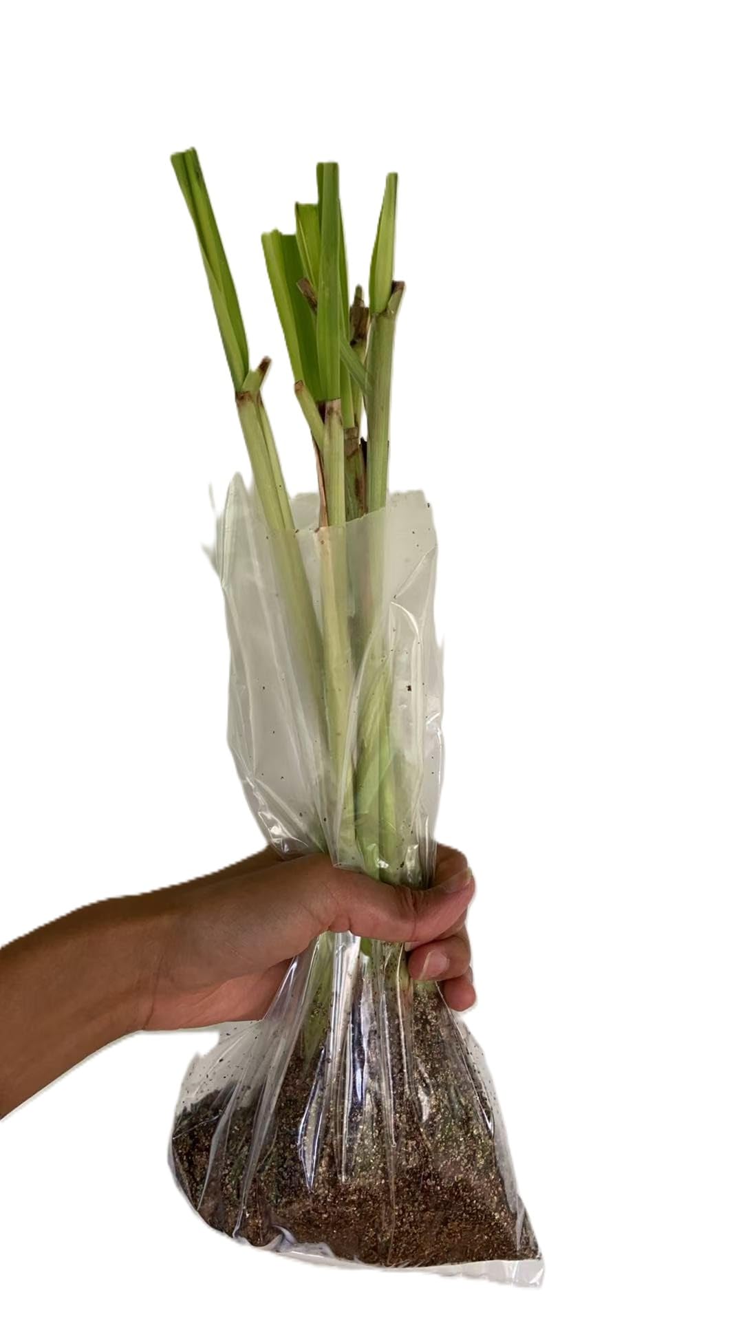 Lemongrass 4 Live Plants Each 8-12" Tall fully rooted
