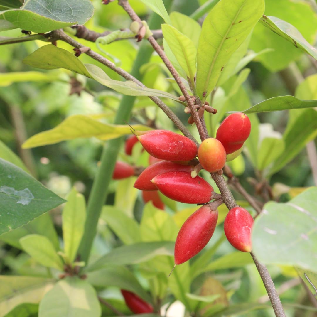 Miracle Fruit Tree Live Plant, Edible Miracle Berry Plants, 1-2 Ft Tal in 3 Gallon Pot for Indoor or Outdoor Planting, No Ship CA