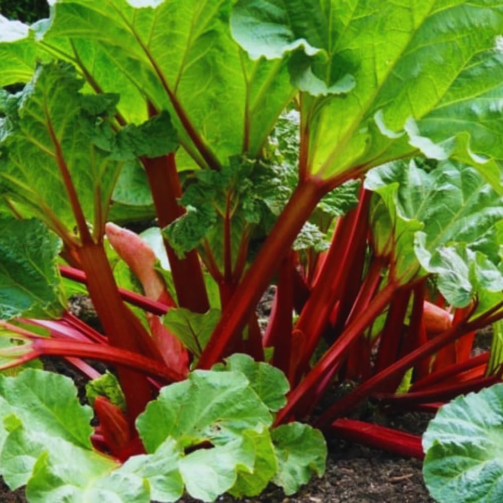 5 Red Rhubarb Roots Crown, Large Rhubarb Rhizomes, Hardy Perennial Vegetable Gardening