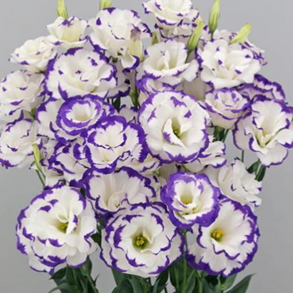 Eustoma Lisianthus Plant Live, Lisianthus Flowers Well Rooted Plug 2-3 Inch Height, Lisianthus Thornless Roses Seedling (Rare Blue Lisianthus)