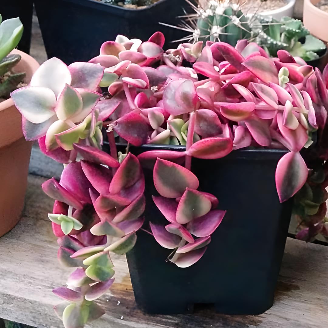 Calico Kitten Succulent Live in 4 Inch Pot | Pink Variegated Trailing Plant | Great for Window Ledges, Office Corners, and Compact Plant Displays