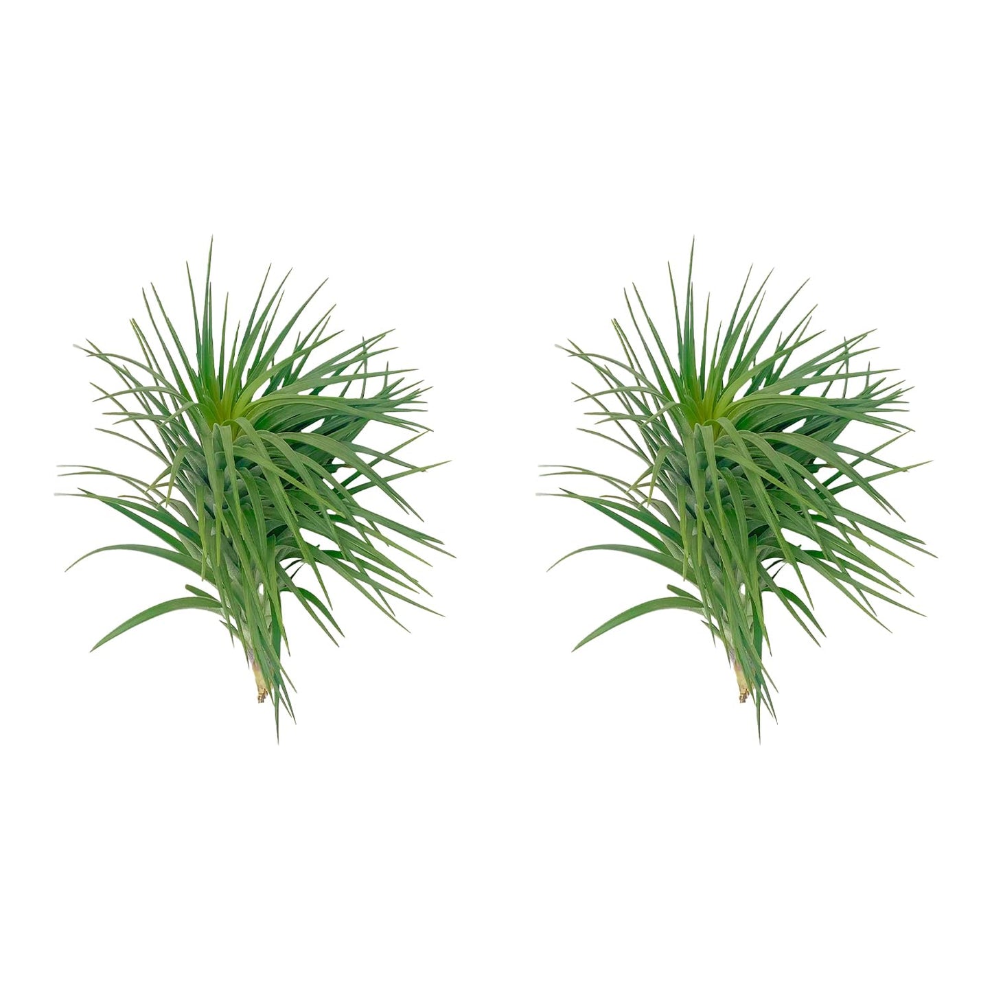 ragnaroc Air Plants - Flowering Tillandsia Pink Paske Large 5" - 2ct - Live Arrival Guaranteed - House Plants for Home Decor & Gift