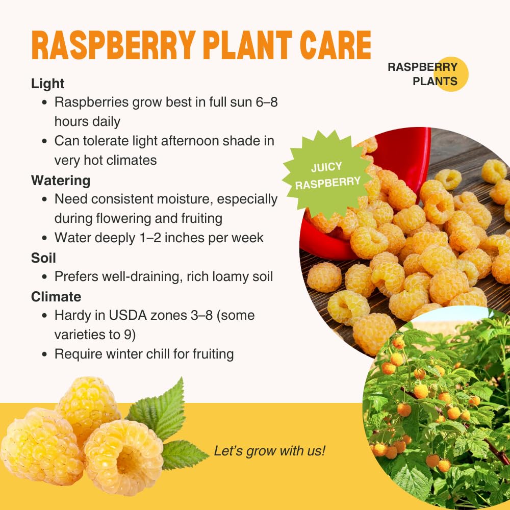 2 Fall Gold Raspberry Plants Live, Sweet Raspberry Bush Shrub to Grow, Well-Rooted 4-8" in Tall, Cold Hardy