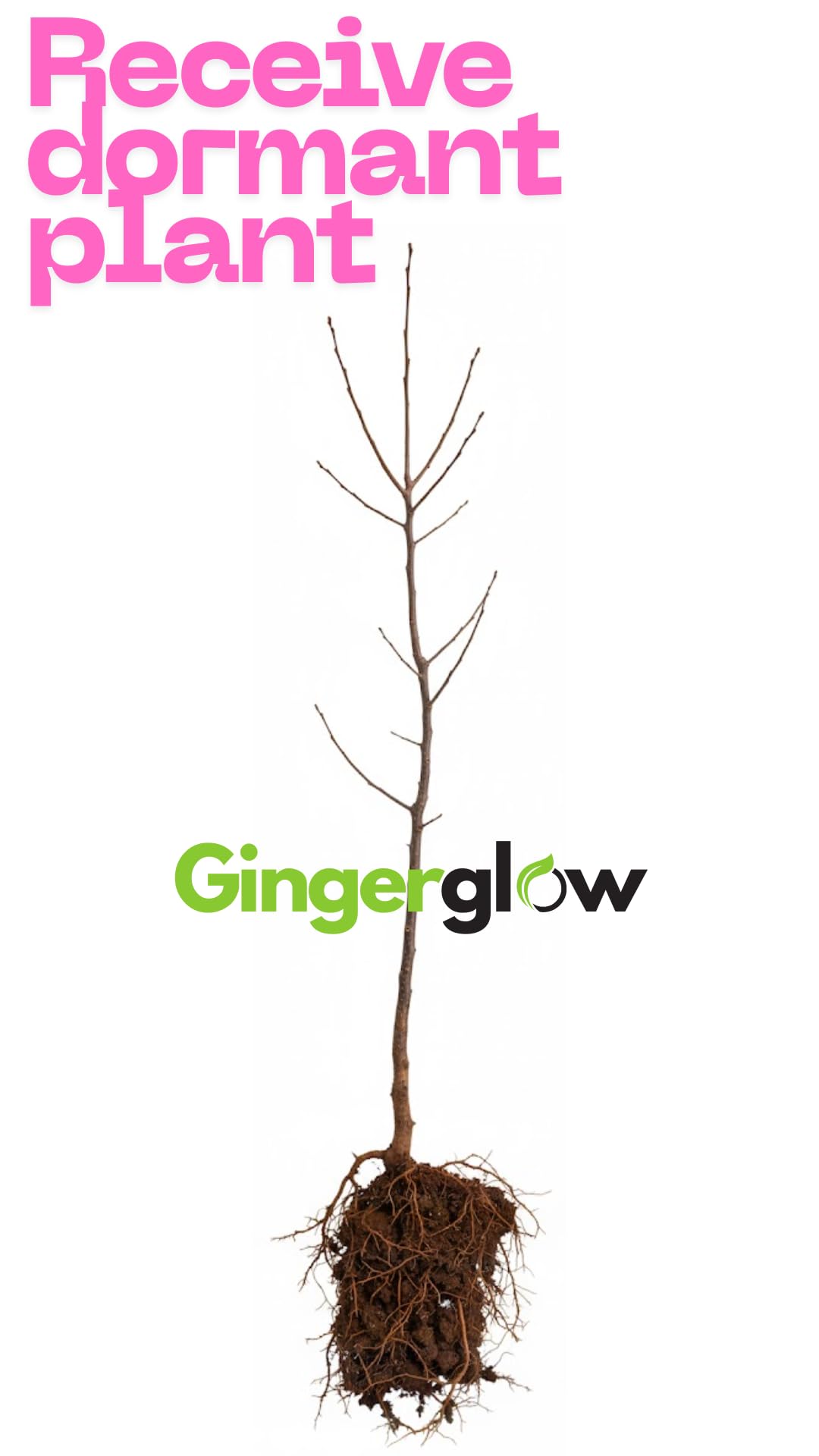 Chinese Chestnut Tree for Planting – 1–2 Ft Tall Live Fruit Tree in Quart Pot | Edible Chestnut Producer | Hardy, Fast-Growing Nut Tree for Yards | Dormant Plant
