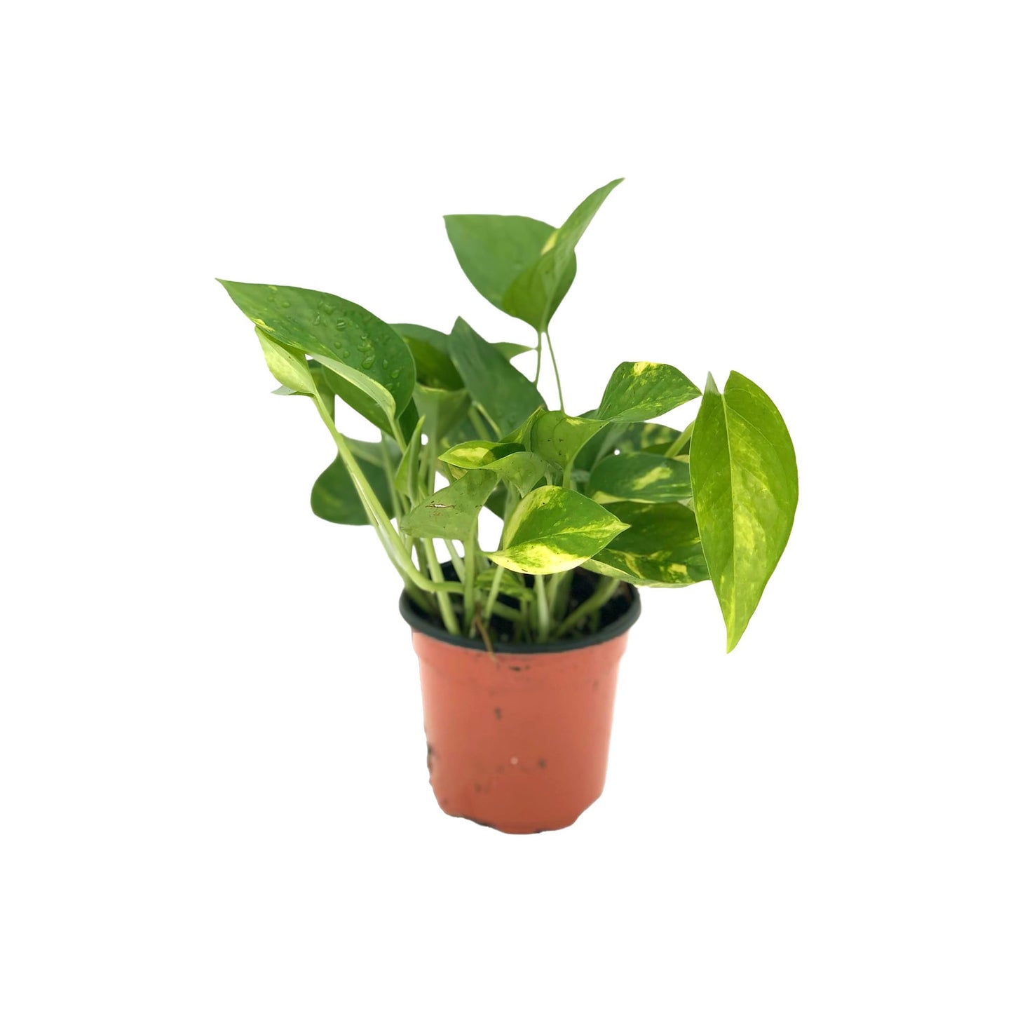 Live Pothos Plant - Epipremnum aureus Golden Pothos Plant - ragnaroc Tropical Plant 5-8” Tall - 1ct Live Arrival Guaranteed - Low Maintenance House Plants for Home Decor & Gift
