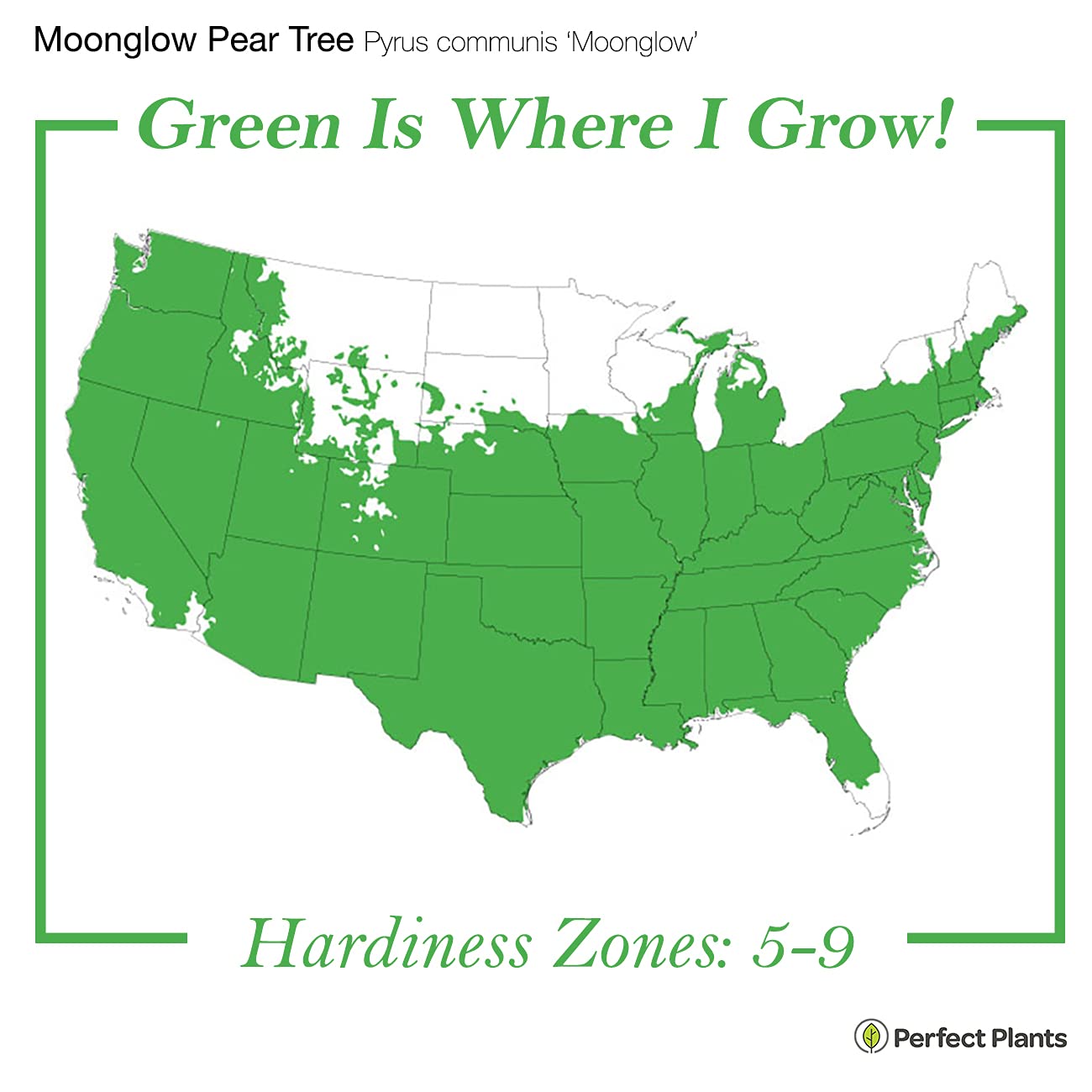 Perfect Plants Moonglow Pear Tree 4-5 ft. Tall Cross Pollinator Heavy Producer of Sweet Fruit, White Flowers