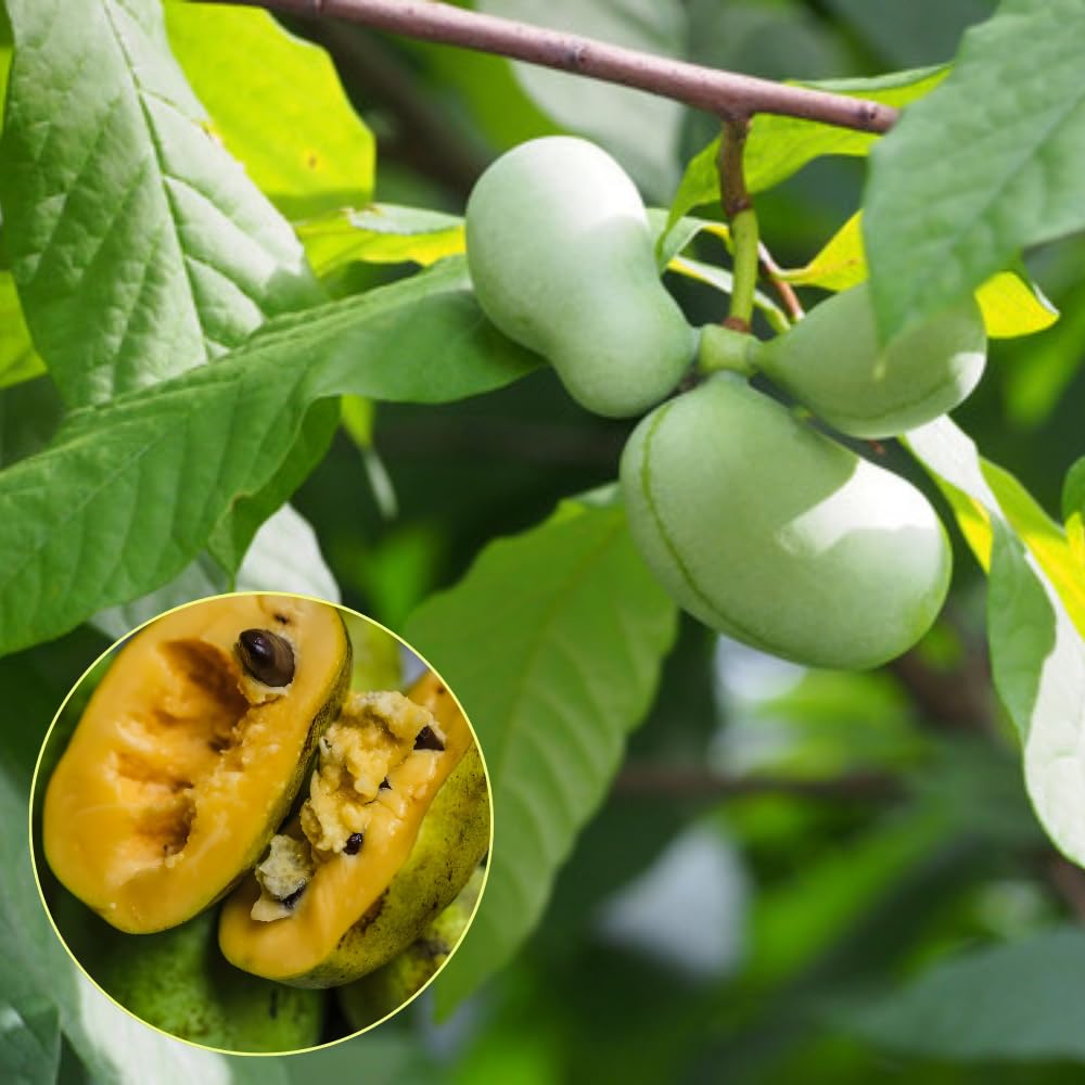 2 Pawpaw Live Plants, 12-24 Inch Tall, Asimina Triloba Native Fruit Trees, Deciduous Tropical Tree for Backyard, Dormant Plant