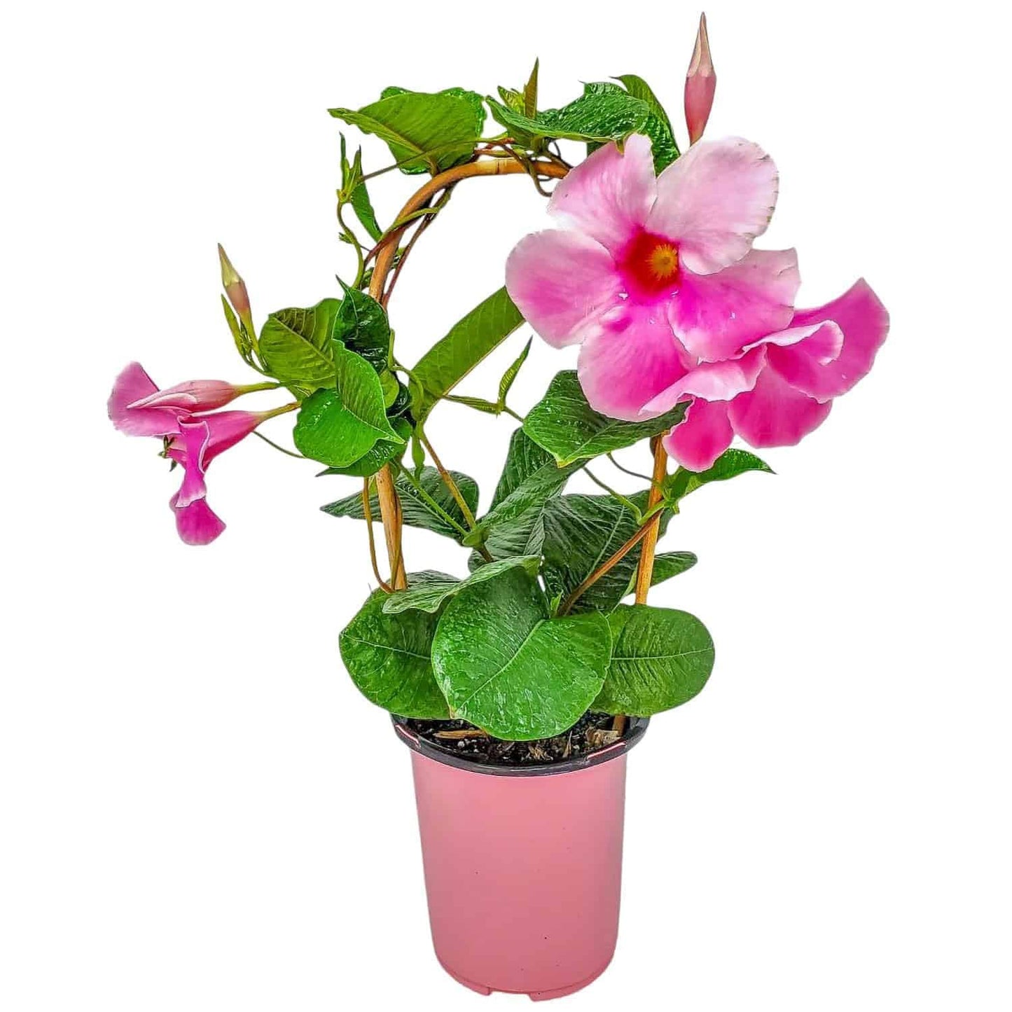Pink Mandevilla Plant with Trellis - Live Flowering Plant - Tropical Plants of Florida - 18" to 20" Overall Height, 18" Hoop - 1 Gallon (Plant Only)