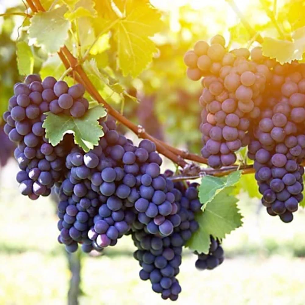 Blue Black Grape Vine, 1-2 Year Old, Live Grape Fruit Plant Live, Cold Hardy Grape Tree