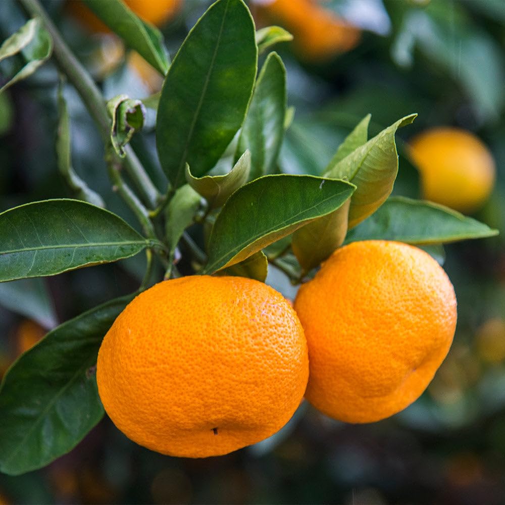 Brighter Blooms - Calamondin Bush, 1 Gallon - No Shipping to AK, AL, AZ, CA, FL, GA, HI, LA, MS, OR, TX