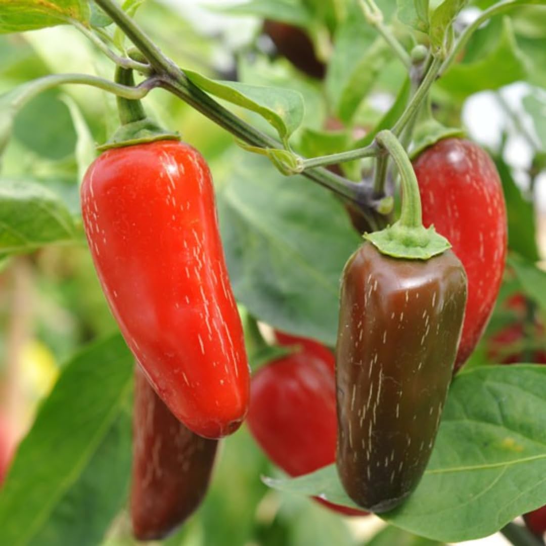 Live Jalapeno Pepper Plant in 4 Inch Pot, 4–7 Inch Tall Seedling, Green Chili Pepper Plant for Garden or Container Growing