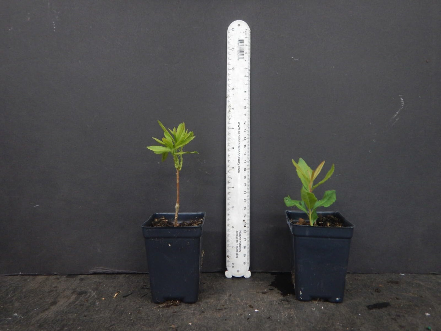 Live Plant - Tom Dodd Jraromi Azalea Rhododendron Deciduous Small Starter Plant