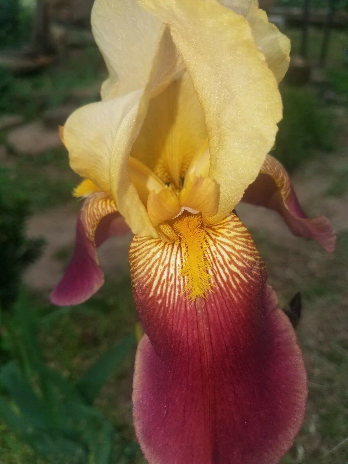 5 Iris Bearded Bulbs Rhizomes Flower | Mixed Colors Bulbs