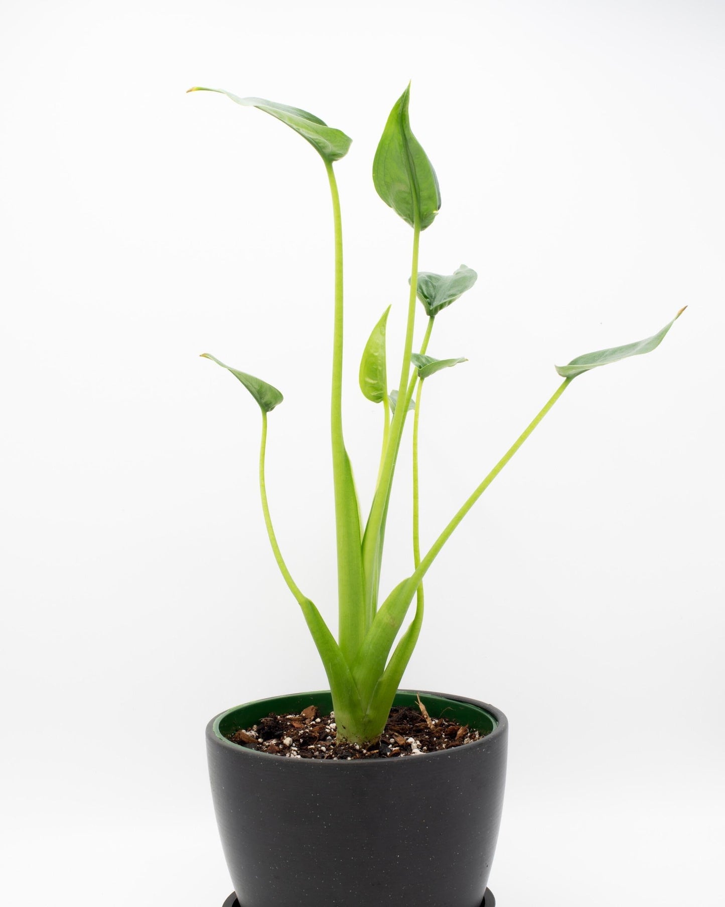 RedCrocus - RedCrocus Tiny Dancer Elephant Ear Alocasia, Compact Foliage Plant for Shade, Indoor & Container Use, Tough, Attractive, Pet Warning, Well-Drained Soil, Moderate Humidity 6" Pot