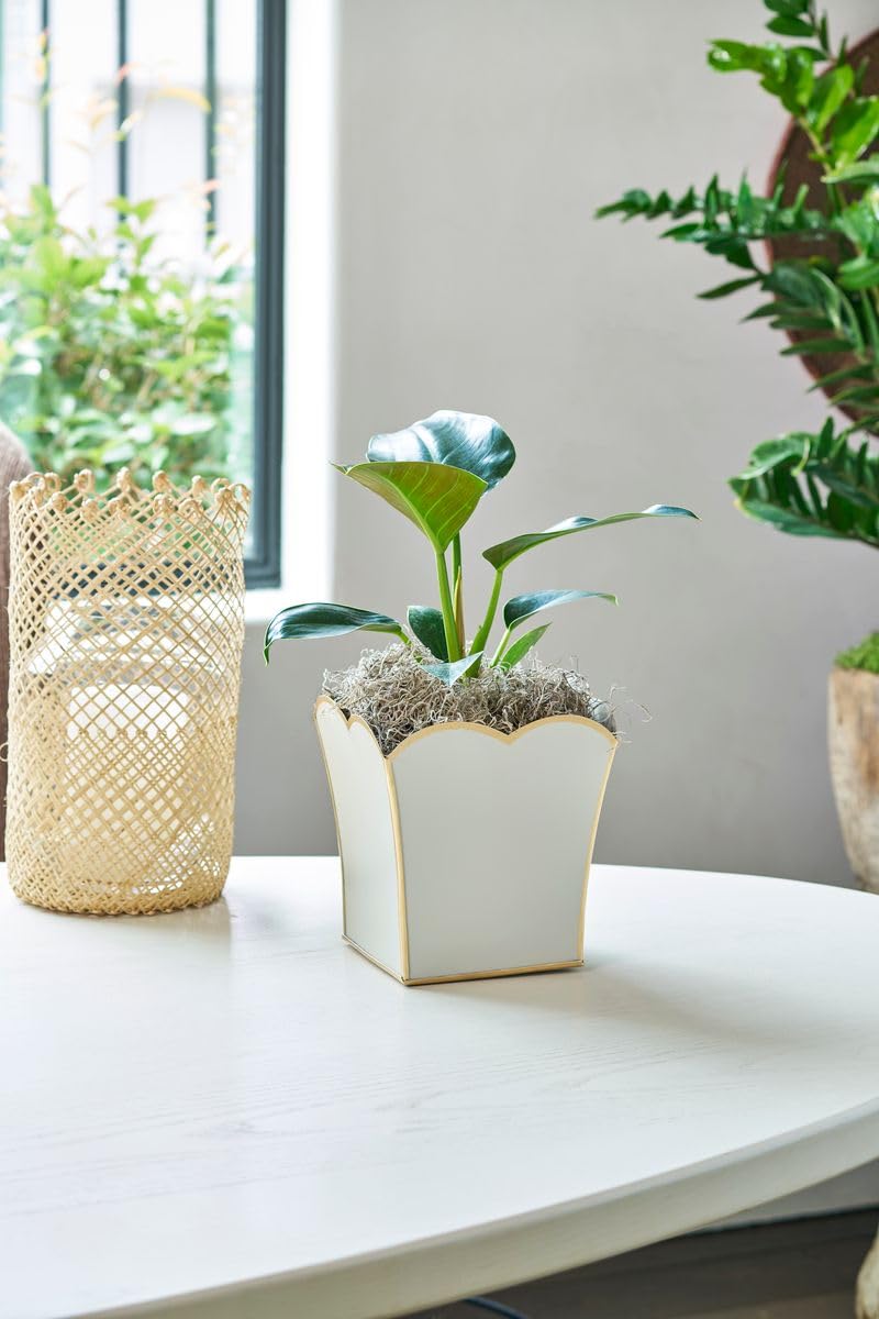 Jaye's Studio Decorative Square Cachepot Flower Pot, House Plant Pot Indoor, Modern Scalloped Planter, Boho Planter, Metal Pot - Floor, Tabletop, Porch & Window Planter for House Decor