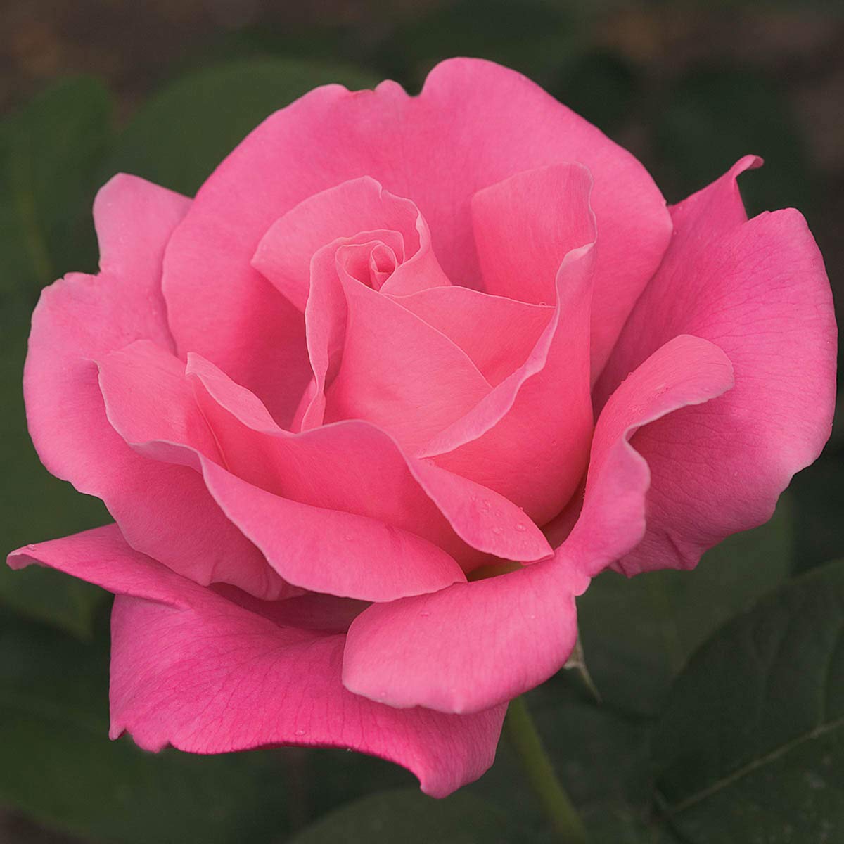 BRECK'S - Perfume Delight Dormant Bare Root Hybrid Tea Rose, Includes one Plant per Order