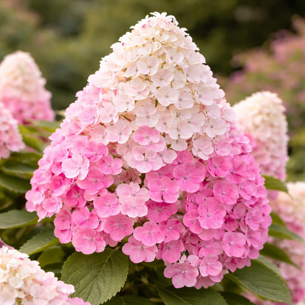 First Editions® Vanilla Strawberry™ Hydrangea Plug – Hydrangea paniculata ‘Renhy’ Starter Plant, Color-Changing White to Pink Blooms, Hardy Flowering Shrub for Garden & Landscape