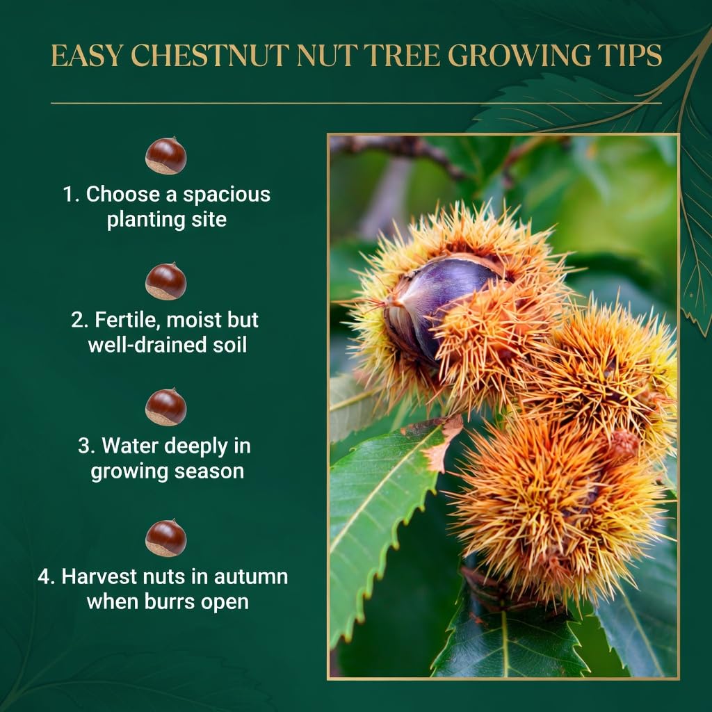 Chestnut Tree Live Plant 6–12 Inches Tall, Edible Nut Tree Seedling, Outdoor Garden Tree for Growing