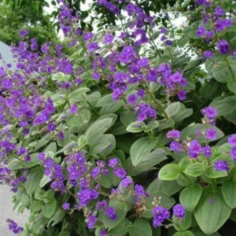 Tibouchina Dwarf Live Starter Plant (4)