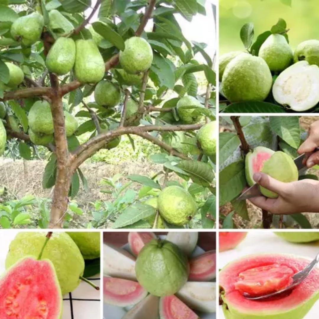 Live Pink Guava Tree Plant 1 Year Old Seedling, Guava Tree Fruit Plant, 5 to 8 Inches in Tall, No Pot