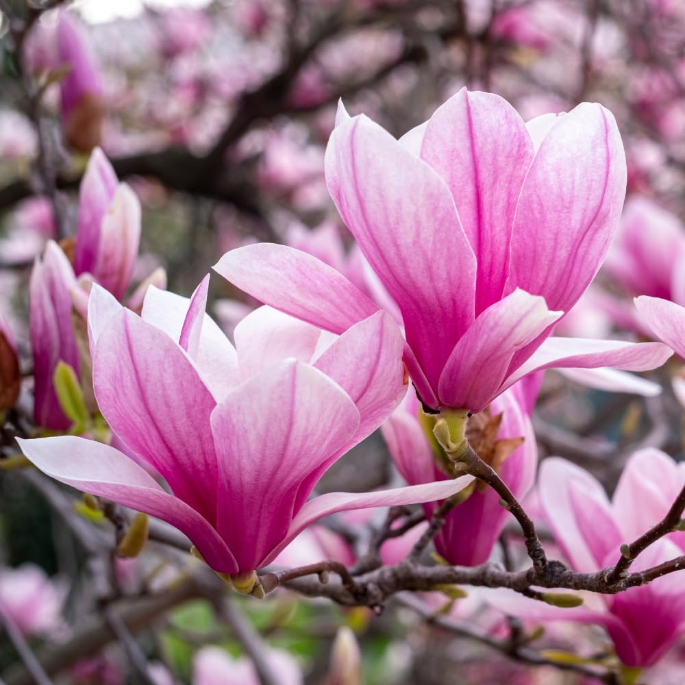 Magnolia Tree Live, Cold Hardy Jane Magnolia Live Plant, Vibrant Pink Flowering Tree for Outdoor Landscaping, 3 Gallon Pot, 2 to 3 Feet Tall, No Ship to CA