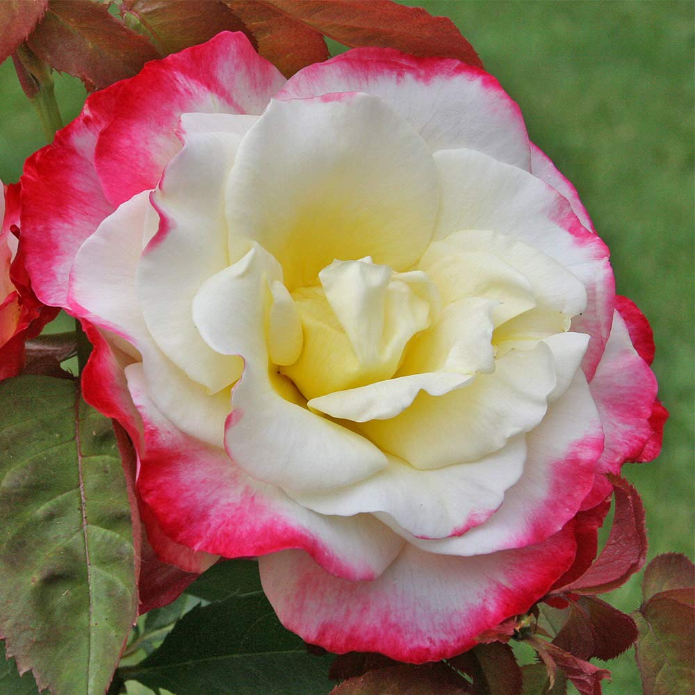 Heirloom Roses Hybrid Tea Rose Plant - Double Delight® Fragrant Rose Bush, Red and White Plant for Outdoor Planting