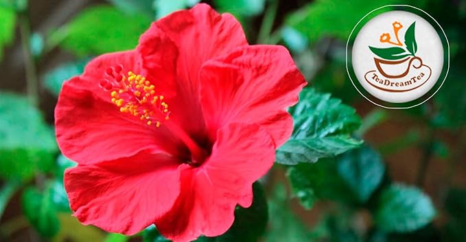 TeaDreamTea Hibiscus Tea Bags | 300 Bleach-Free Tea Bags | Caffeine Free | Dried Hibiscus Flowers | Hibiscus Flower Tea | Dried Flower Tea | Herbal hibiscus