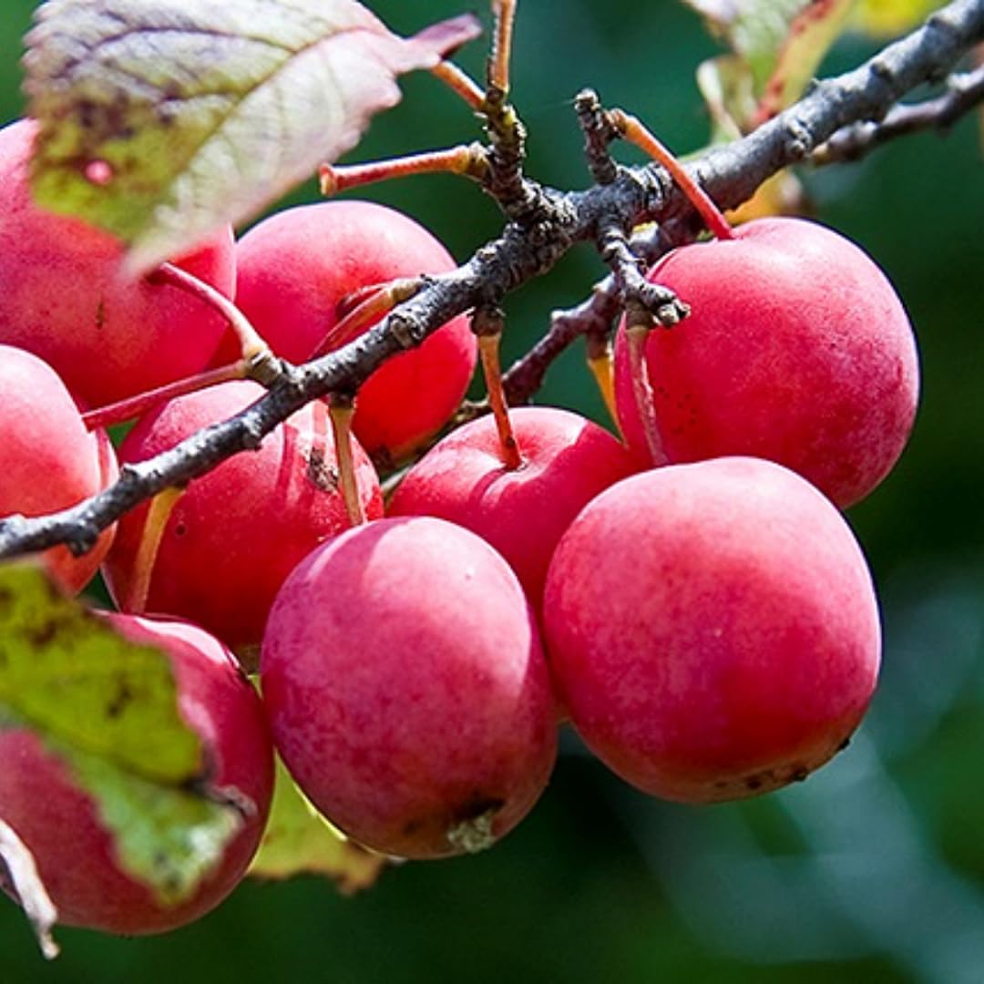 1 Year Old Plum Tree Live Plant for Planting, 12"-18" in Height, Plum Tree for Spring Gardening, Winter Hardy, Dormant Bare Root