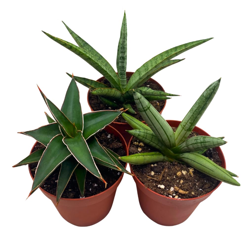 BubbleBlooms Sansevieria Assortment 4 inch Pots Set of 3 Rare Hardy Snake Plants