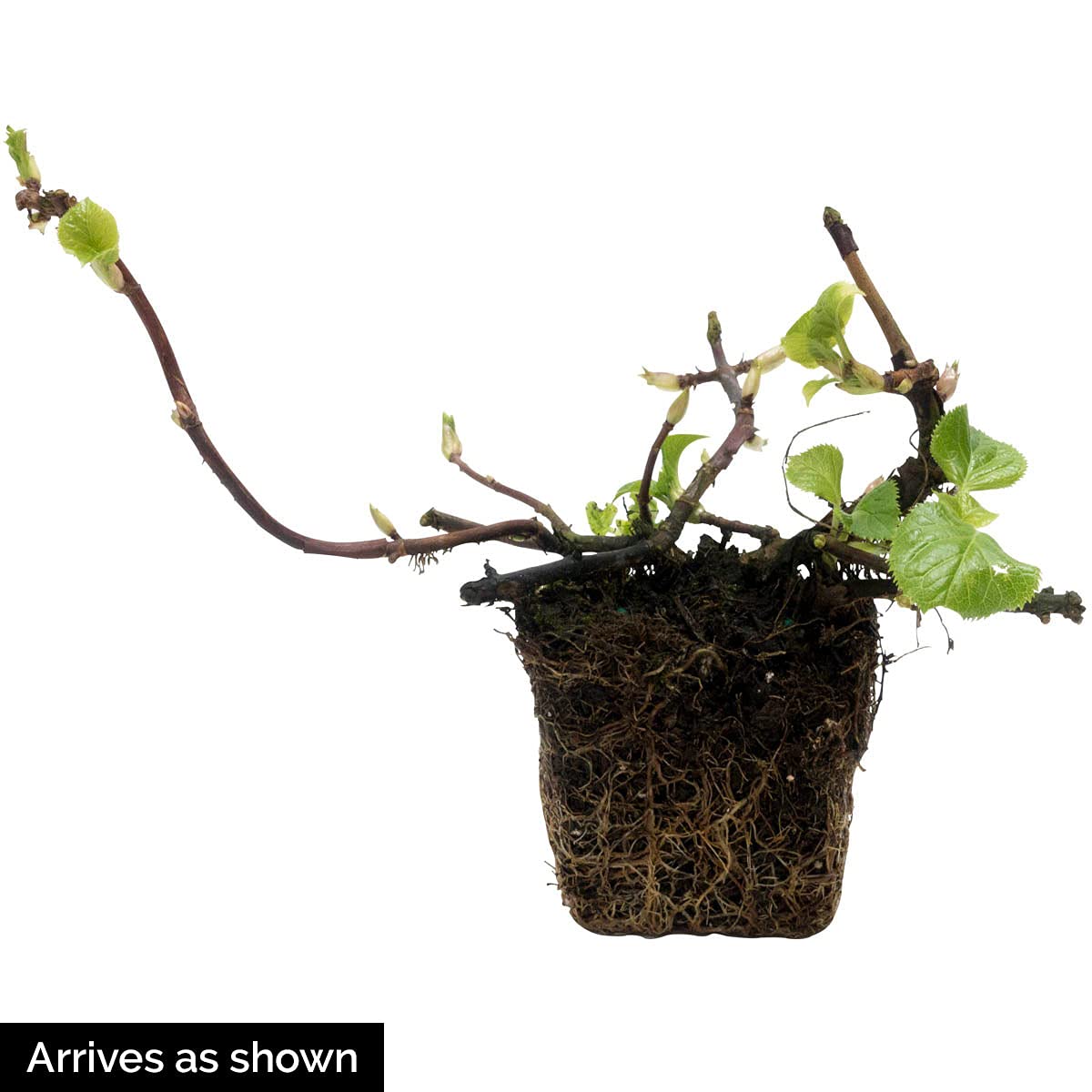 Petiolaris Climbing White Flowering Hydrangea Vine, Bare Root Starter Shrub - 1 Starter Plant per Offer