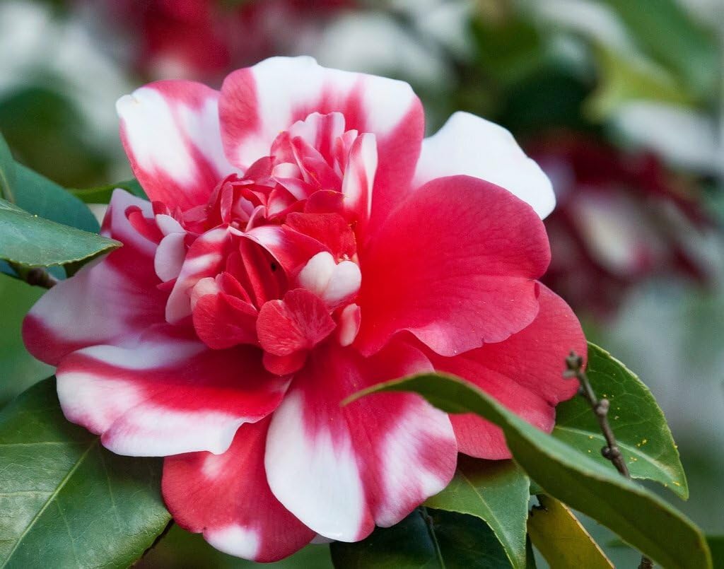 Live Plant - Governor Mouton - Bicolor Bloom - Camellia Japonica-Live Starter Plant