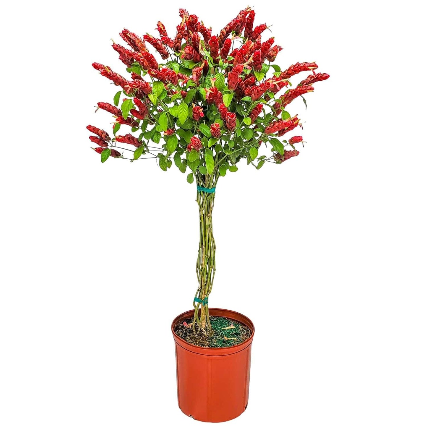 Braided Shrimp Tree - Red Flowers - Overall Height 36" to 42" - Tropical Plants of Florida (Plant Only)
