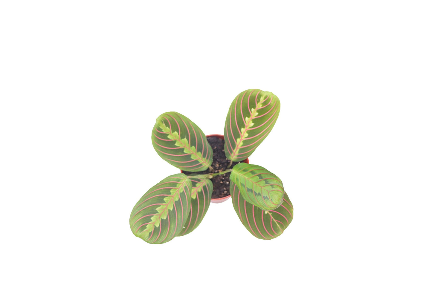 Red Maranta Prayer - 4'' from California Tropicals