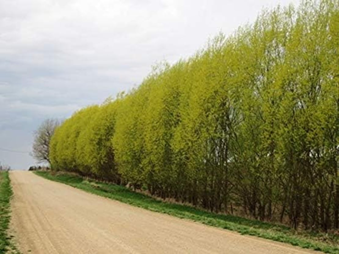 50 Hybrid Willow Trees - Fast Privacy Trees or Shade - Austree Willow Grow 6-10 Feet Per Year - Privacy Hedge
