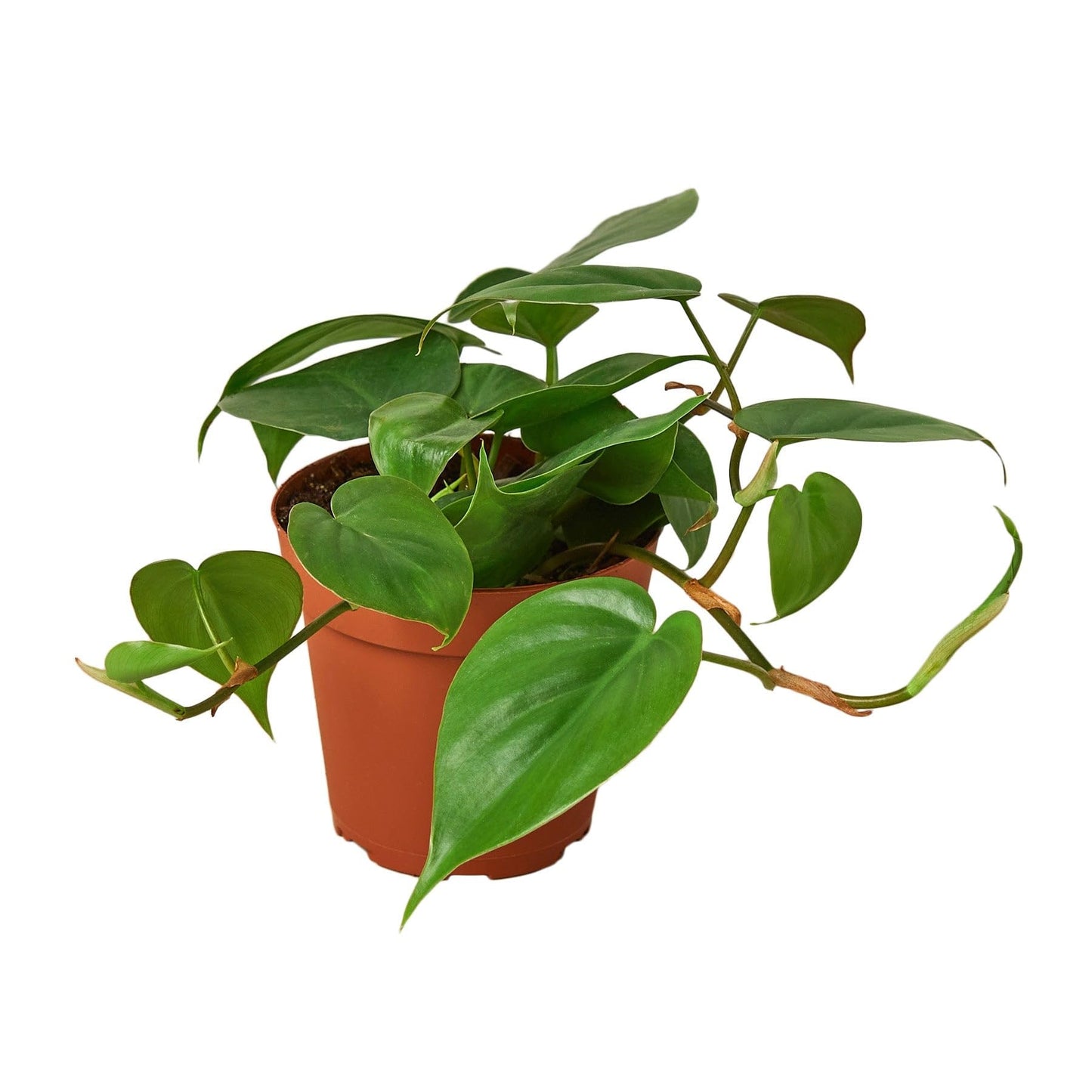 Philodendron Cordatum Heartleaf | Live Plant for Indoor & Outdoor | for Living Room, Office, Bathroom | (3" Pot)