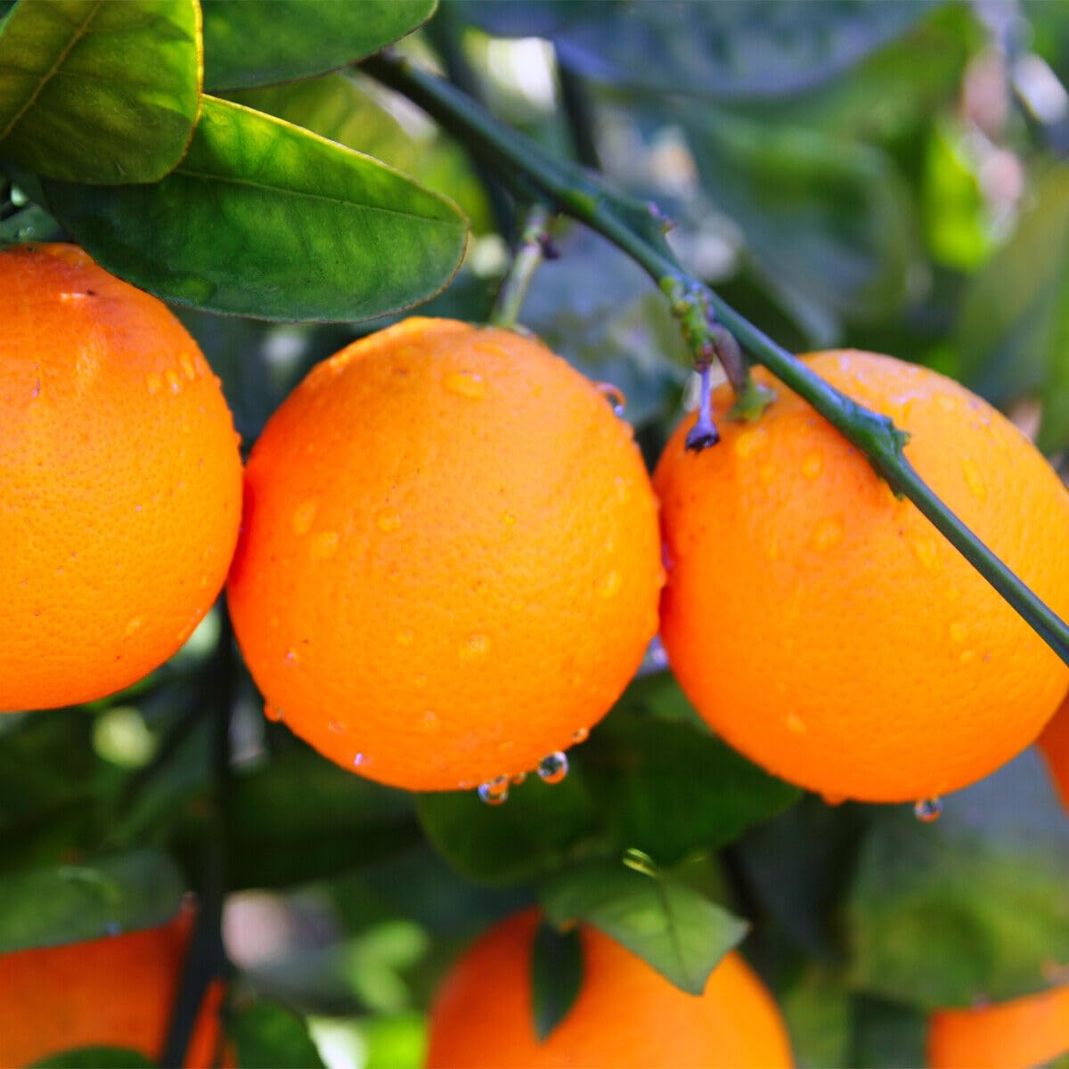2 Valencia Orange Trees - 2-5 Inch Tall Live Plants - Potted Indoor/Outdoor Fruit Seedlings - Citrus sinensis 'Valencia' - (2 Pack)